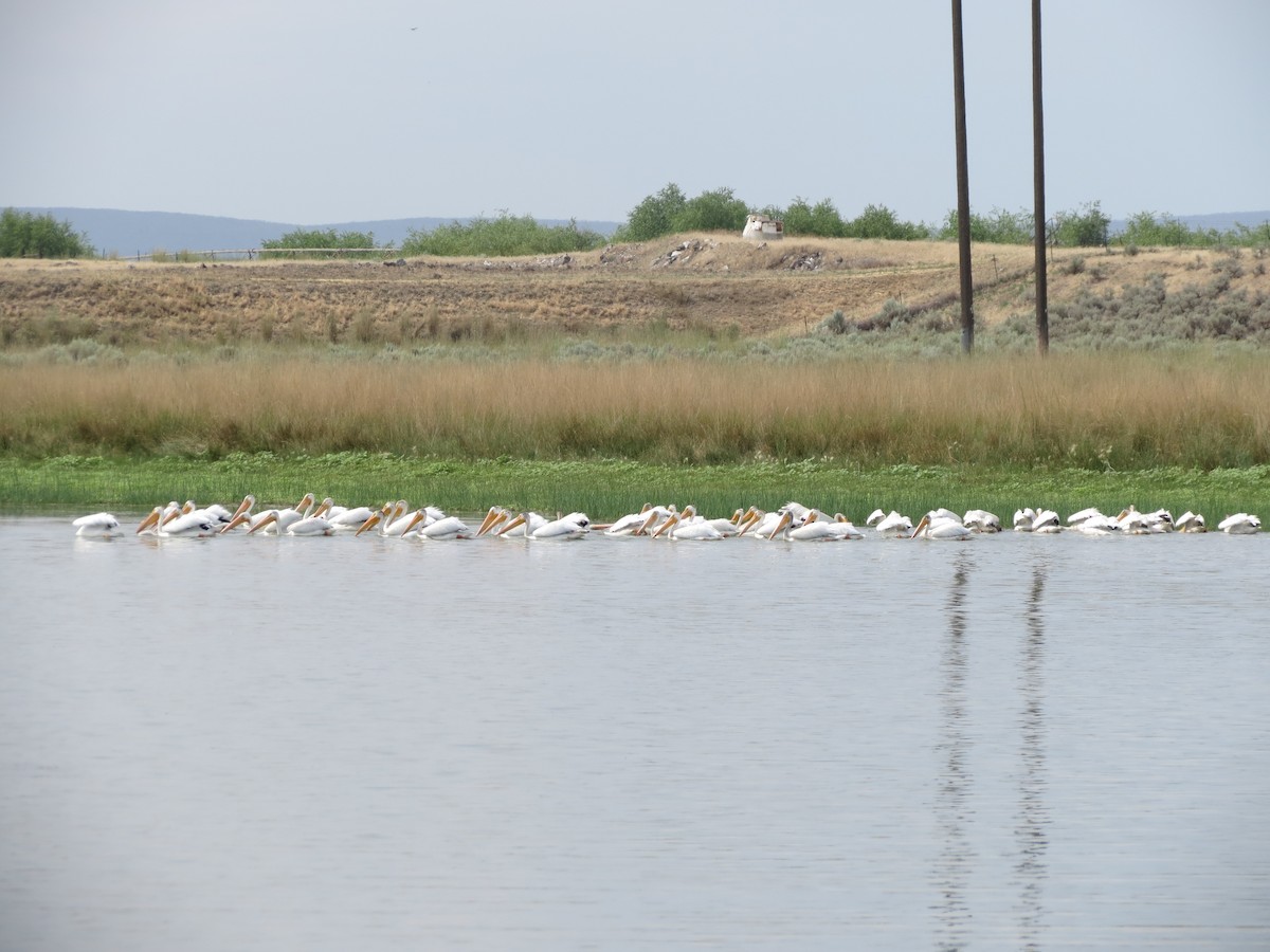 American White Pelican - ML45163621