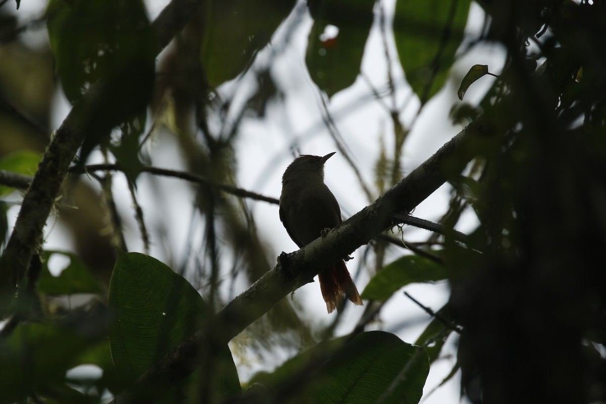 Line-cheeked Spinetail - ML451636321