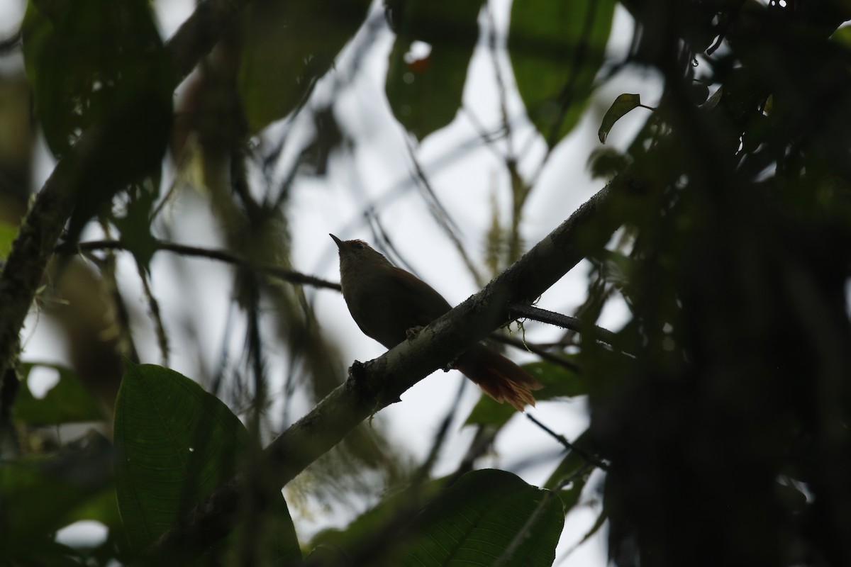 Line-cheeked Spinetail - ML451636331