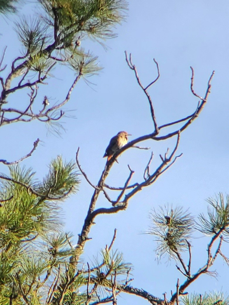 Northern Flicker (Yellow-shafted x Red-shafted) - ML451636431