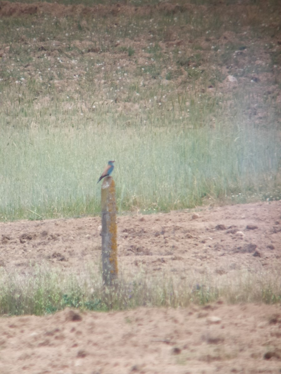 European Roller - Eduardo Alves