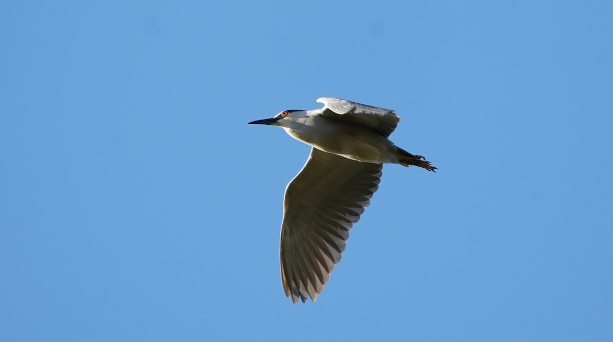 Black-crowned Night Heron - ML451637921