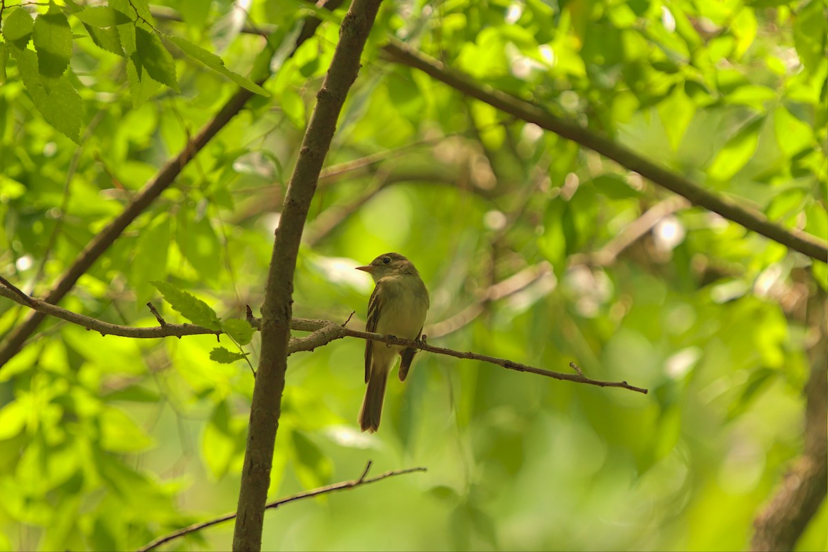 Acadian Flycatcher - ML451638631