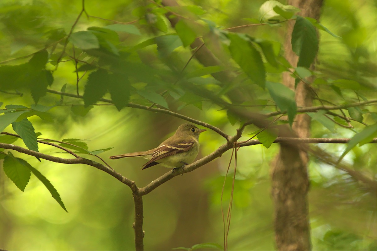 Acadian Flycatcher - ML451638641