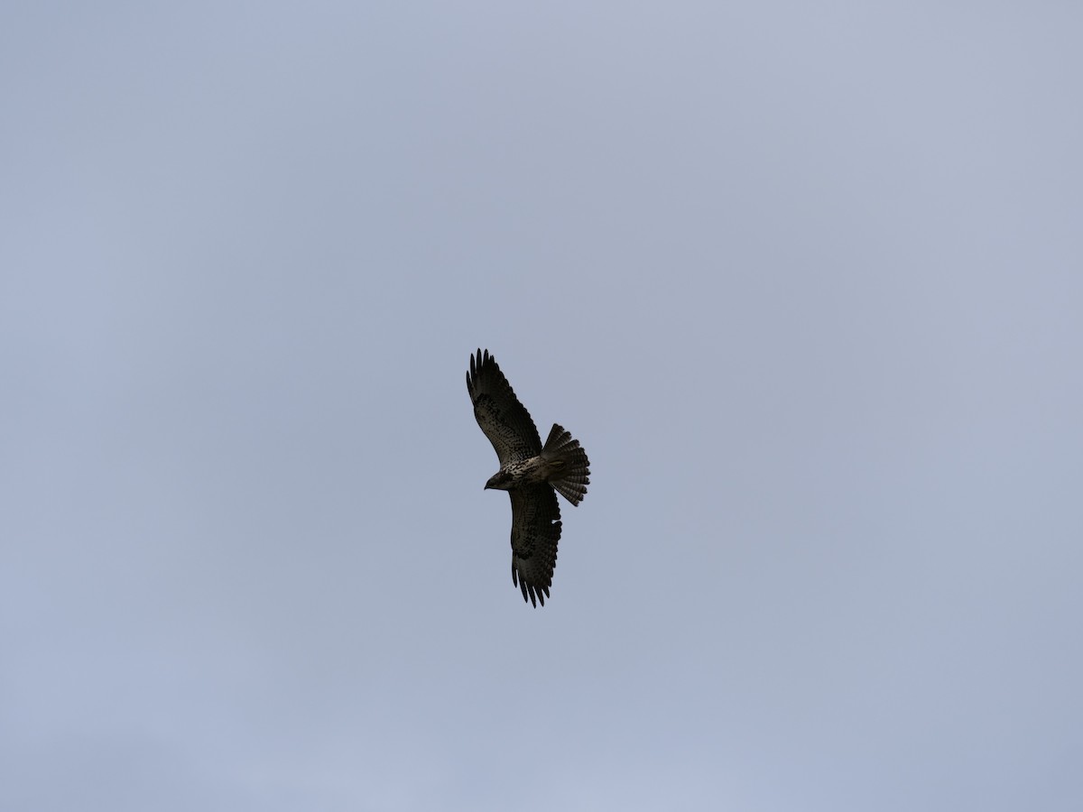 Swainson's Hawk - ML451638881