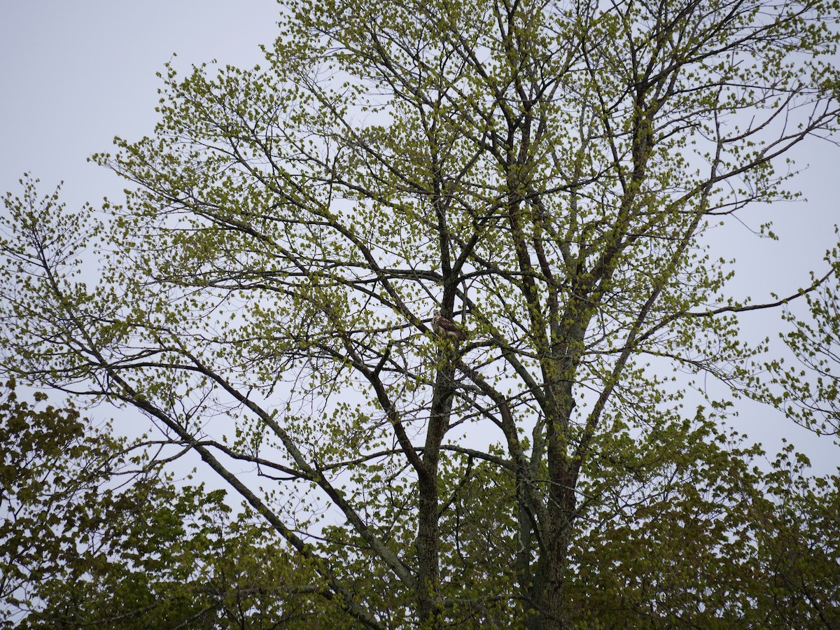 Swainson's Hawk - ML451639061