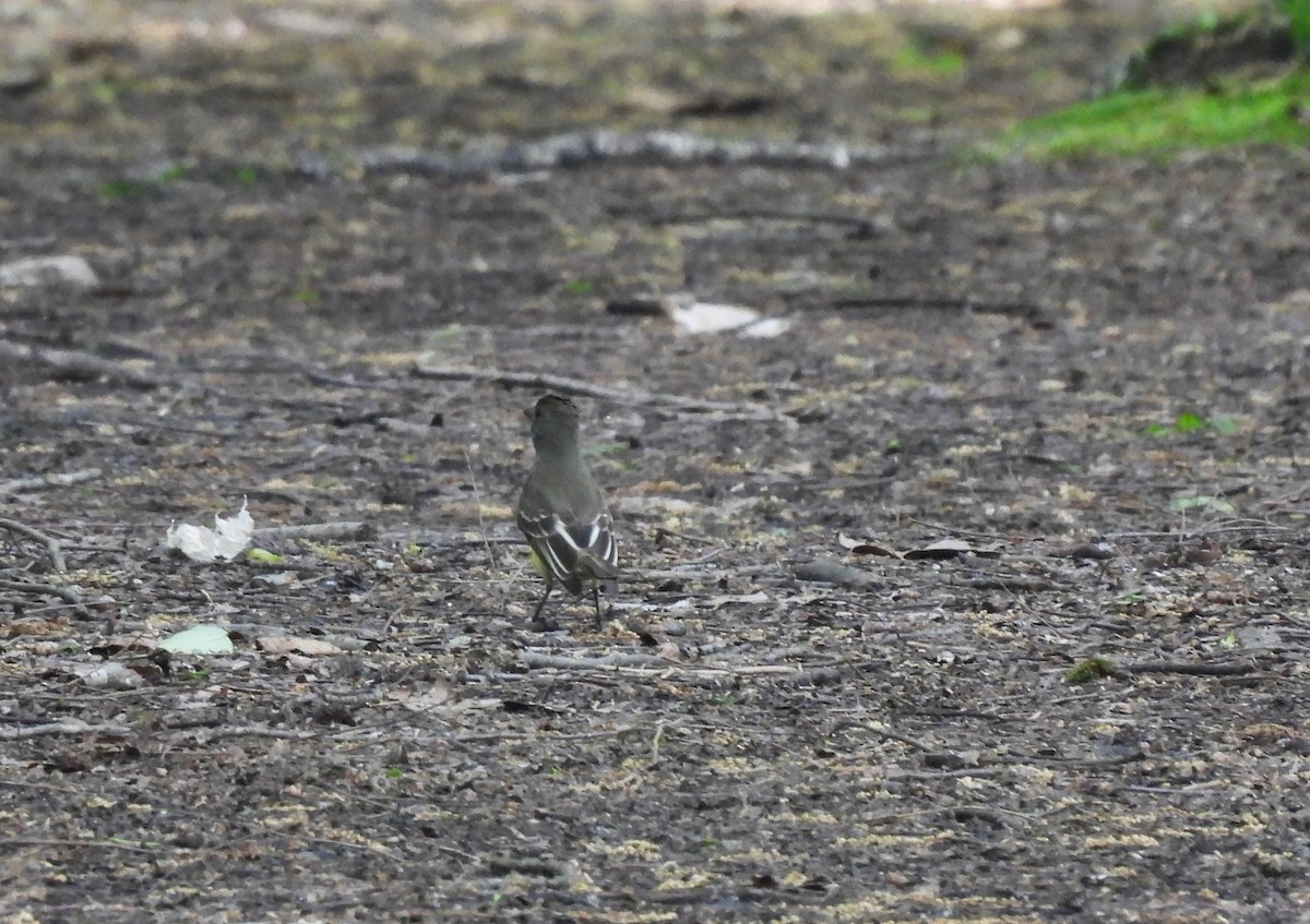 Great Crested Flycatcher - Jennifer Wilson-Pines