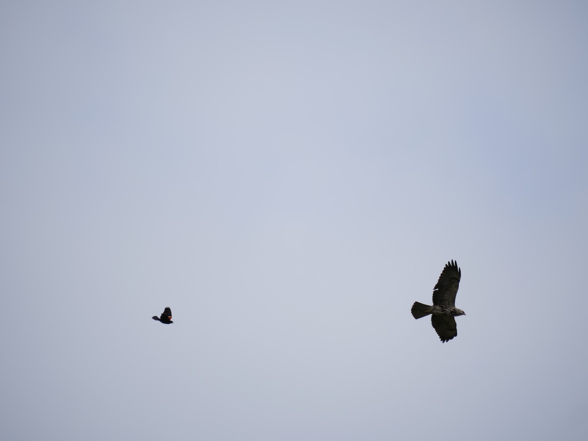 Swainson's Hawk - ML451639341