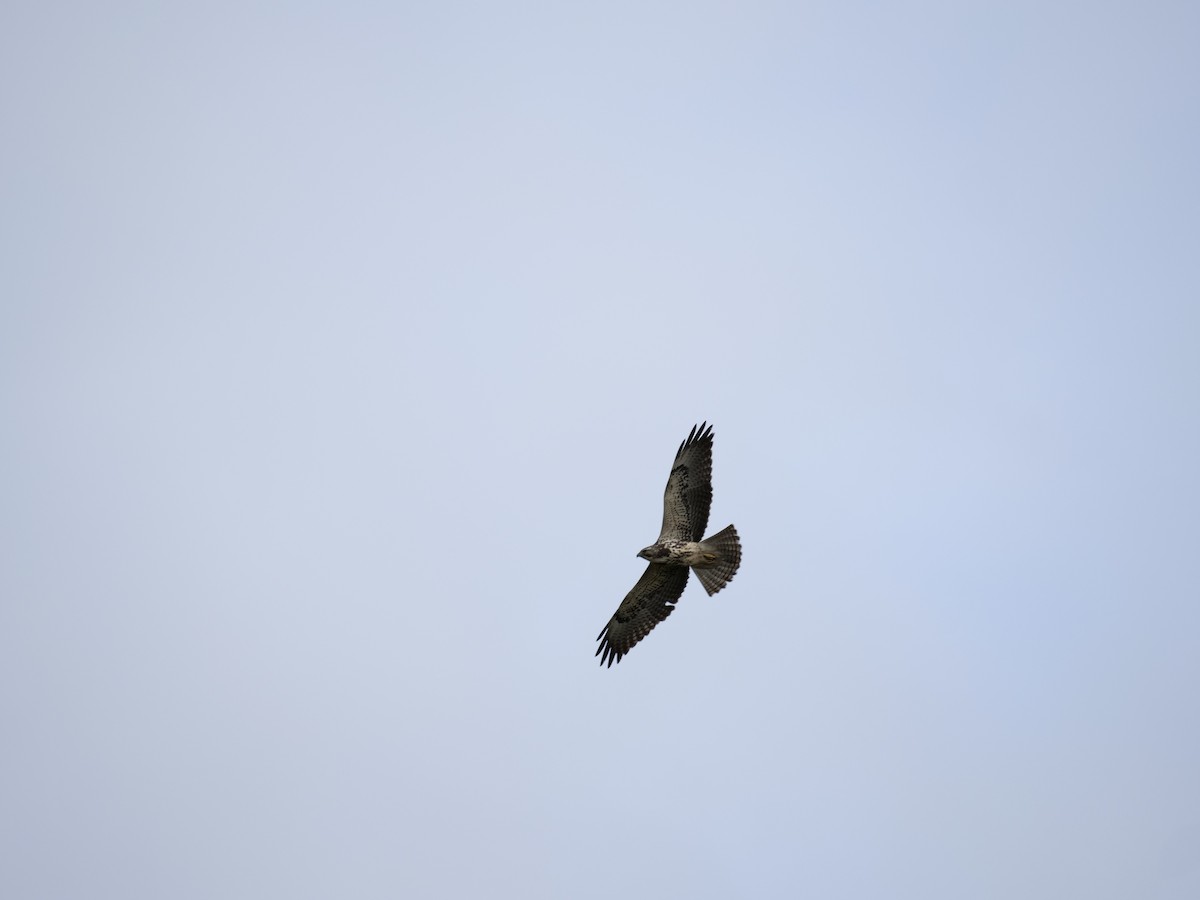 Swainson's Hawk - ML451639361