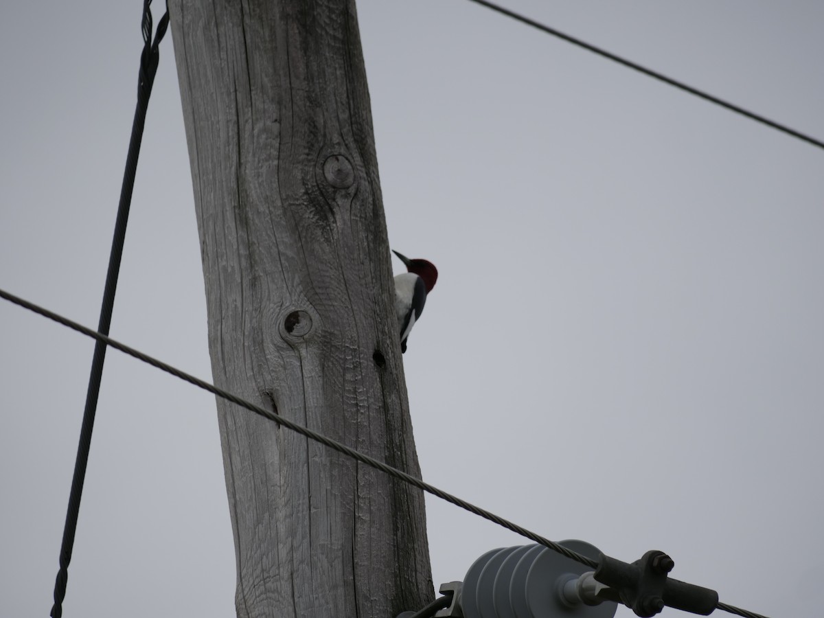 Red-headed Woodpecker - ML451639721