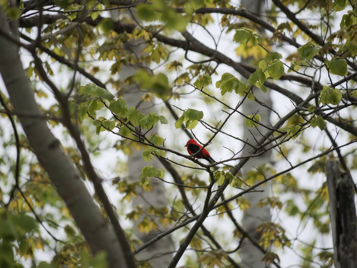 Scarlet Tanager - ML451640281