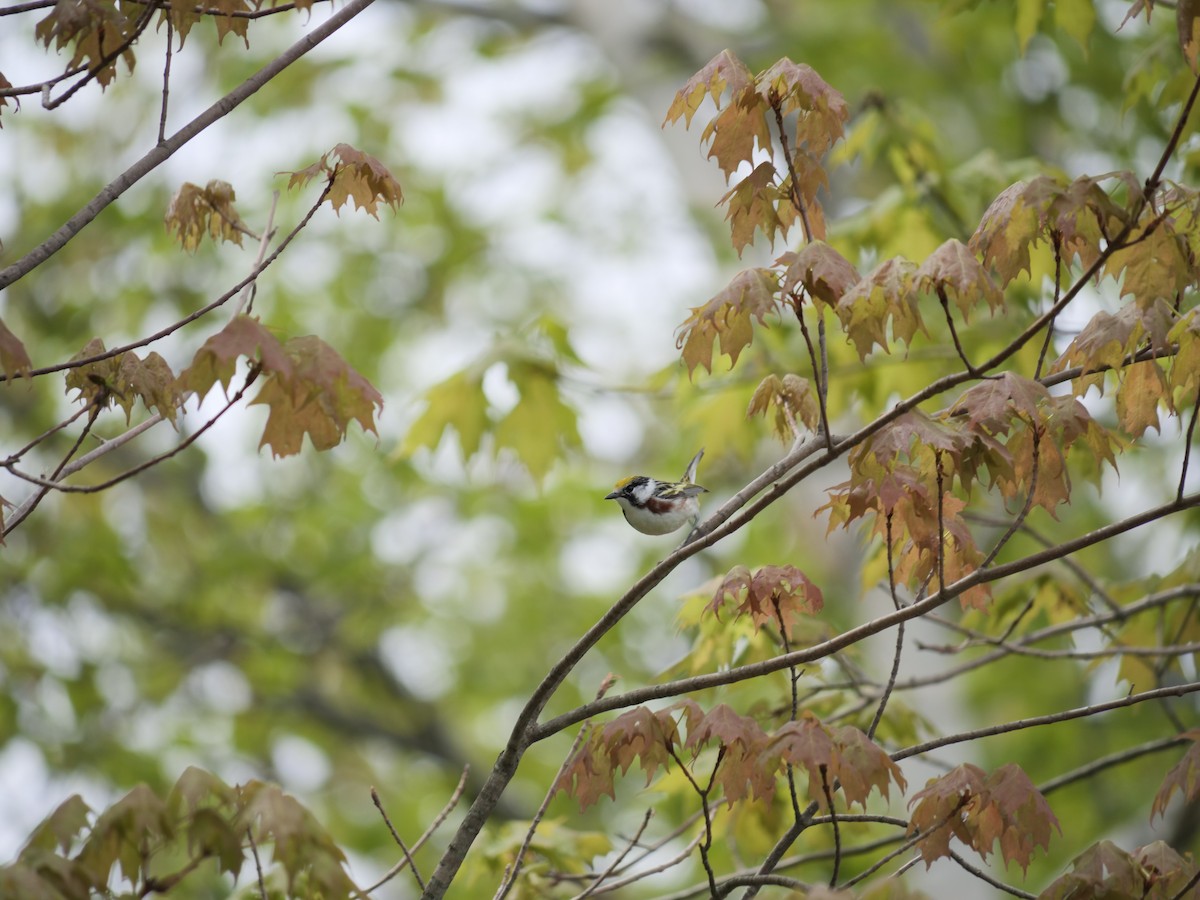 Chestnut-sided Warbler - ML451640831