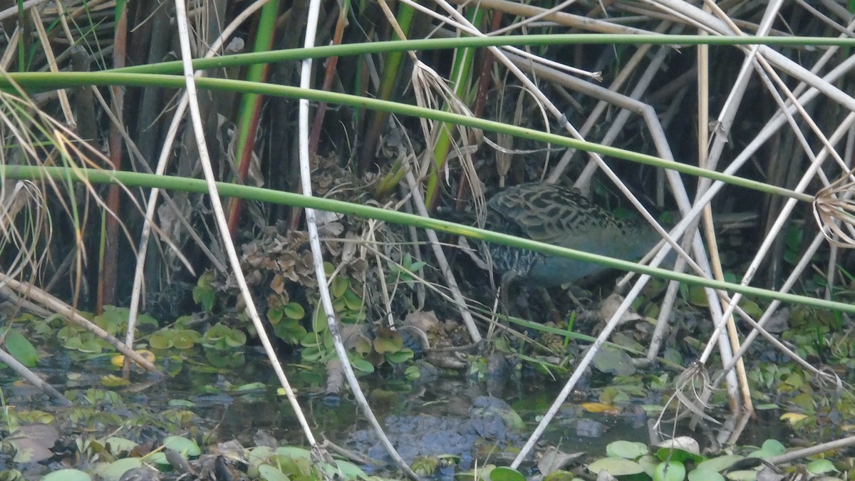 Ash-throated Crake - ML451641411
