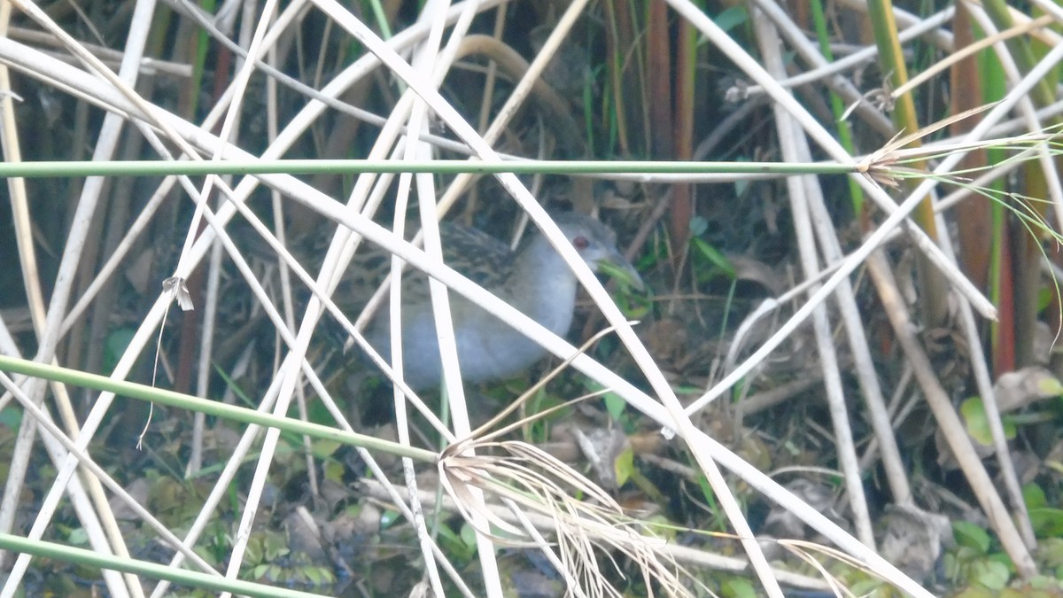 Ash-throated Crake - ML451641741