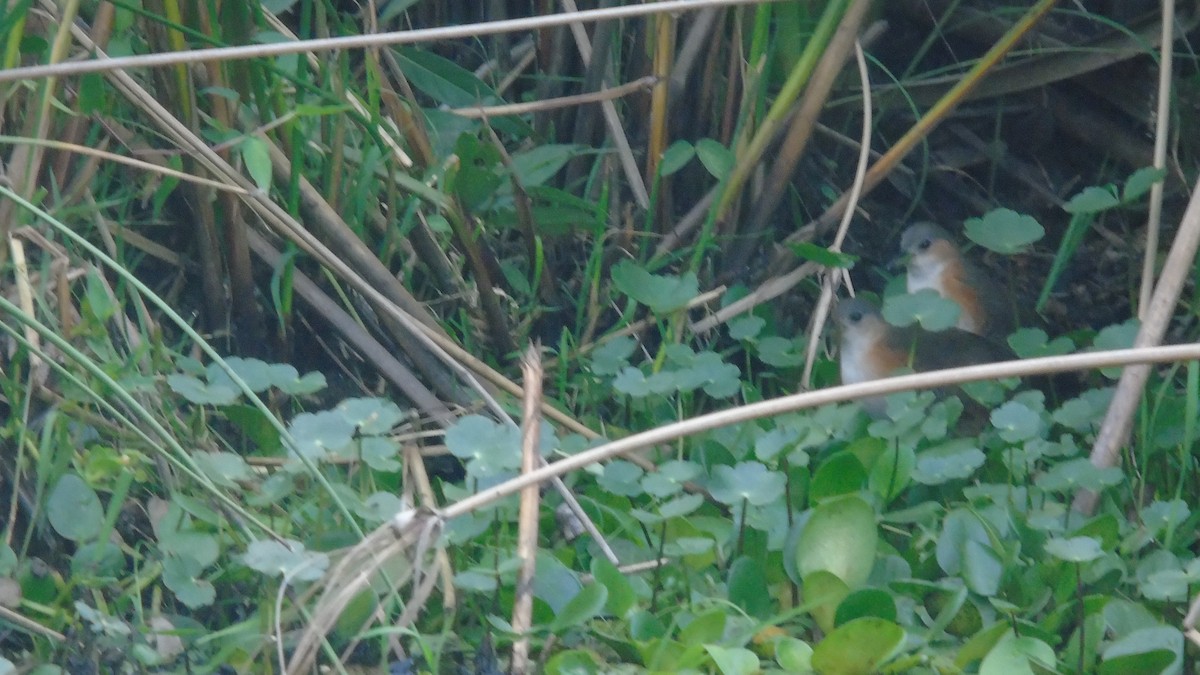 Rufous-sided Crake - ML451643151