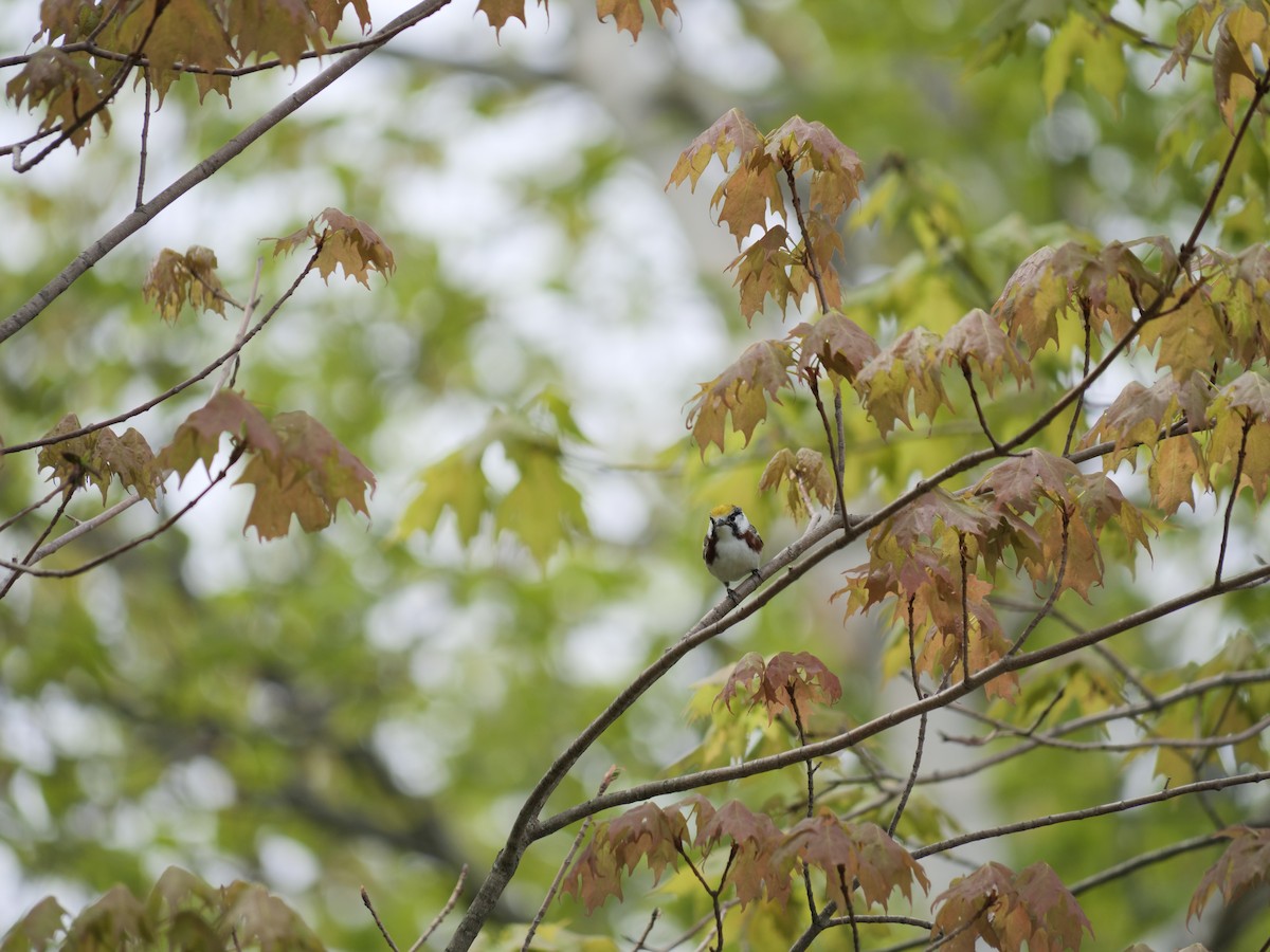 Chestnut-sided Warbler - ML451643431