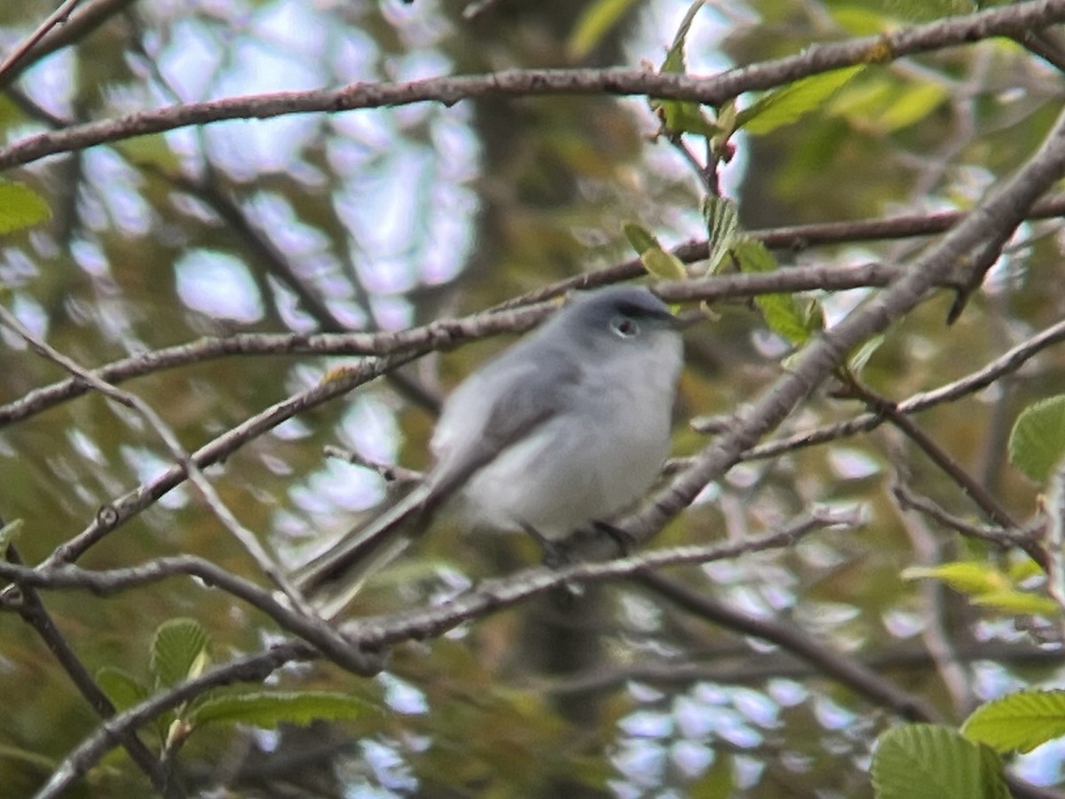 Blue-gray Gnatcatcher - ML451644241