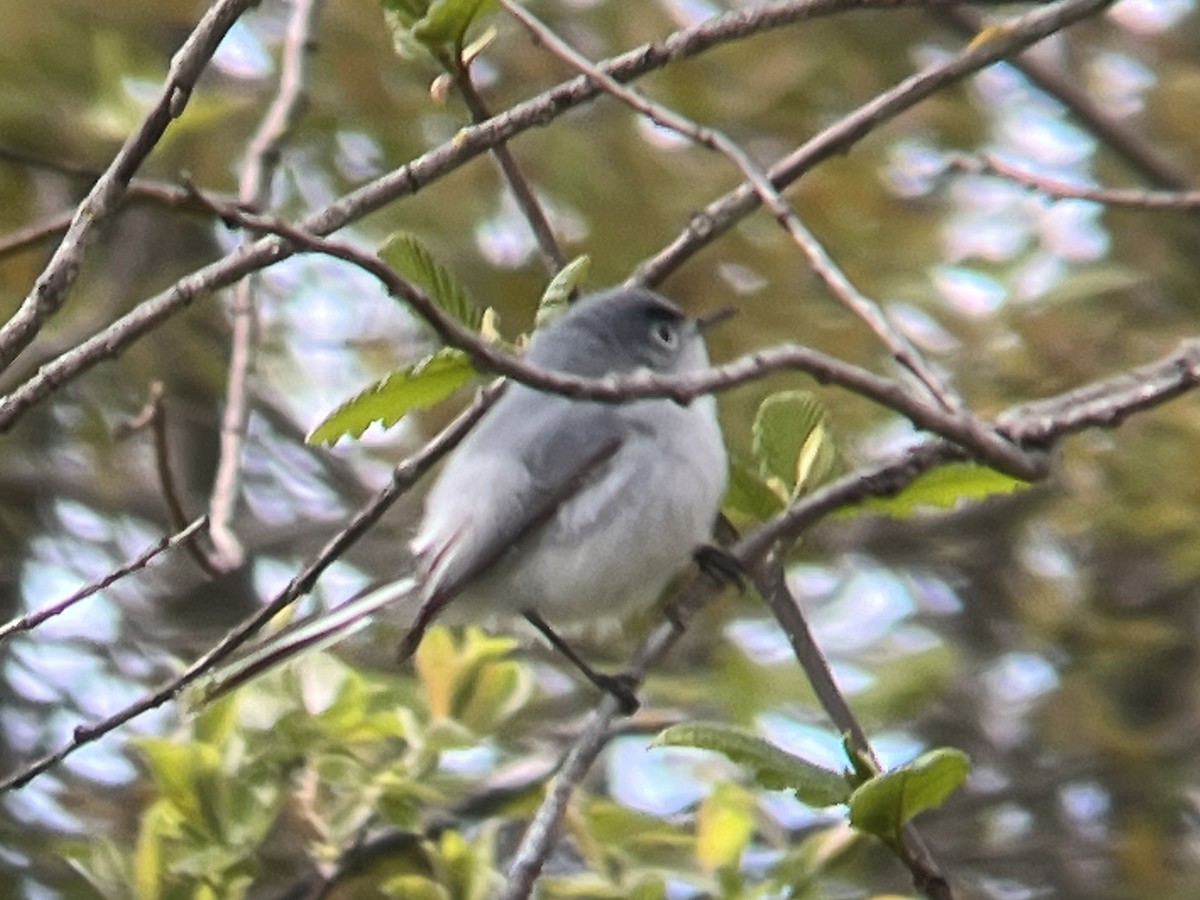 Blue-gray Gnatcatcher - ML451644301
