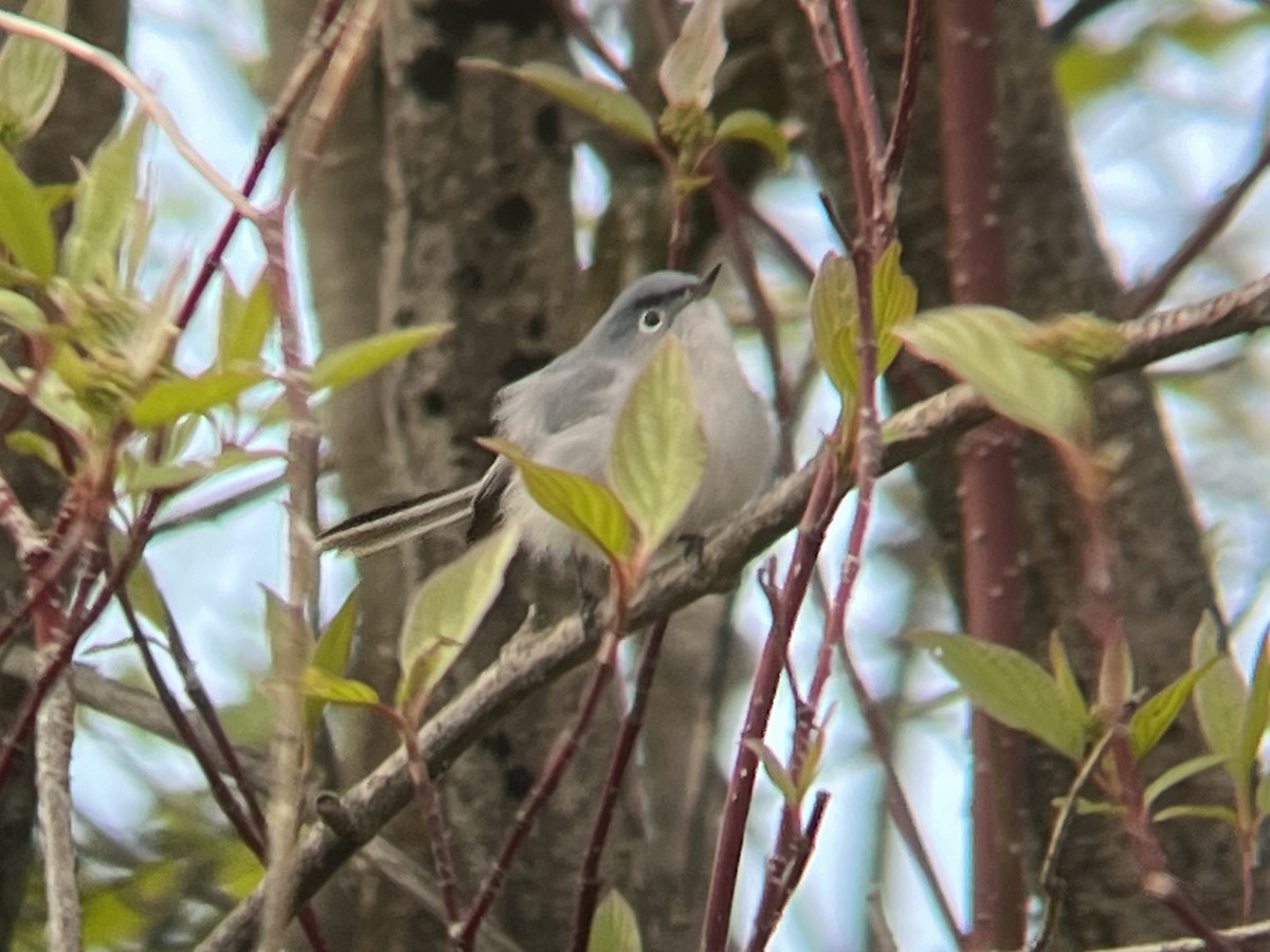 Blue-gray Gnatcatcher - ML451644331