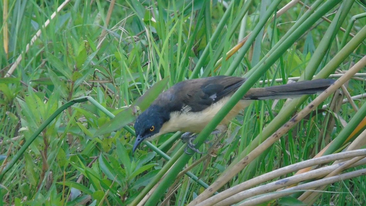 Black-capped Donacobius - ML451644491