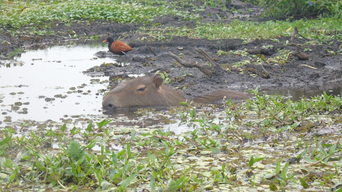 Wattled Jacana - ML451644541