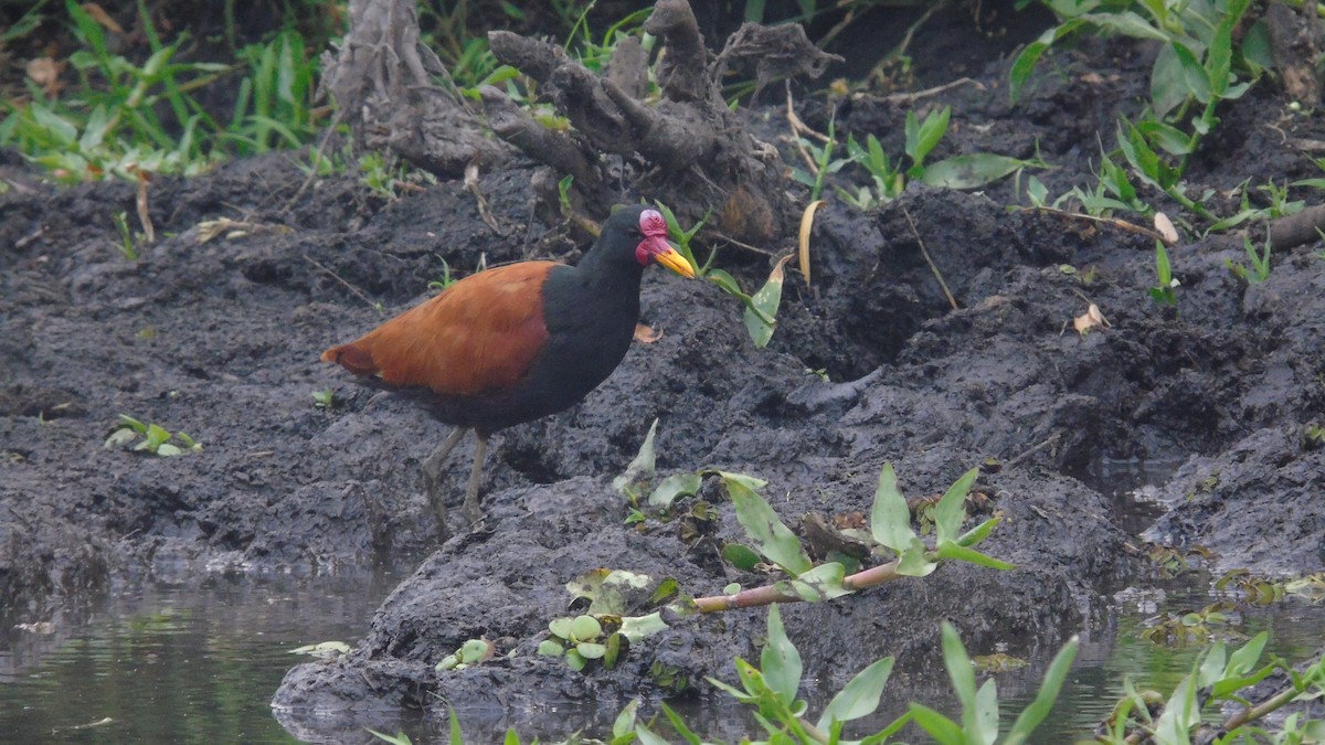 Wattled Jacana - ML451644551