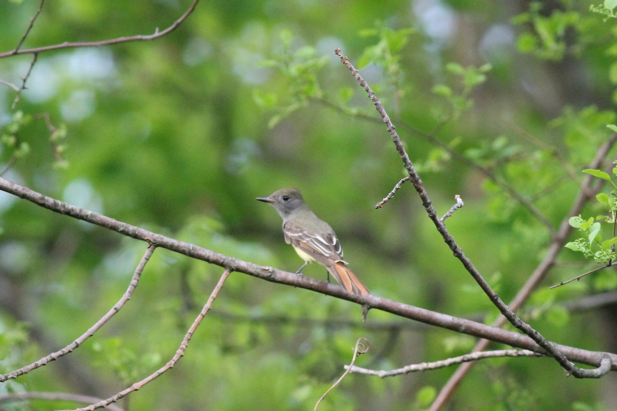 Great Crested Flycatcher - ML451644651