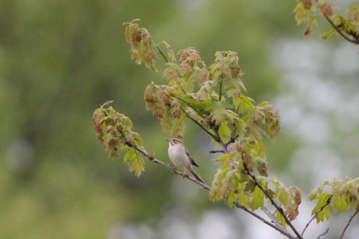 Clay-colored Sparrow - ML451644671