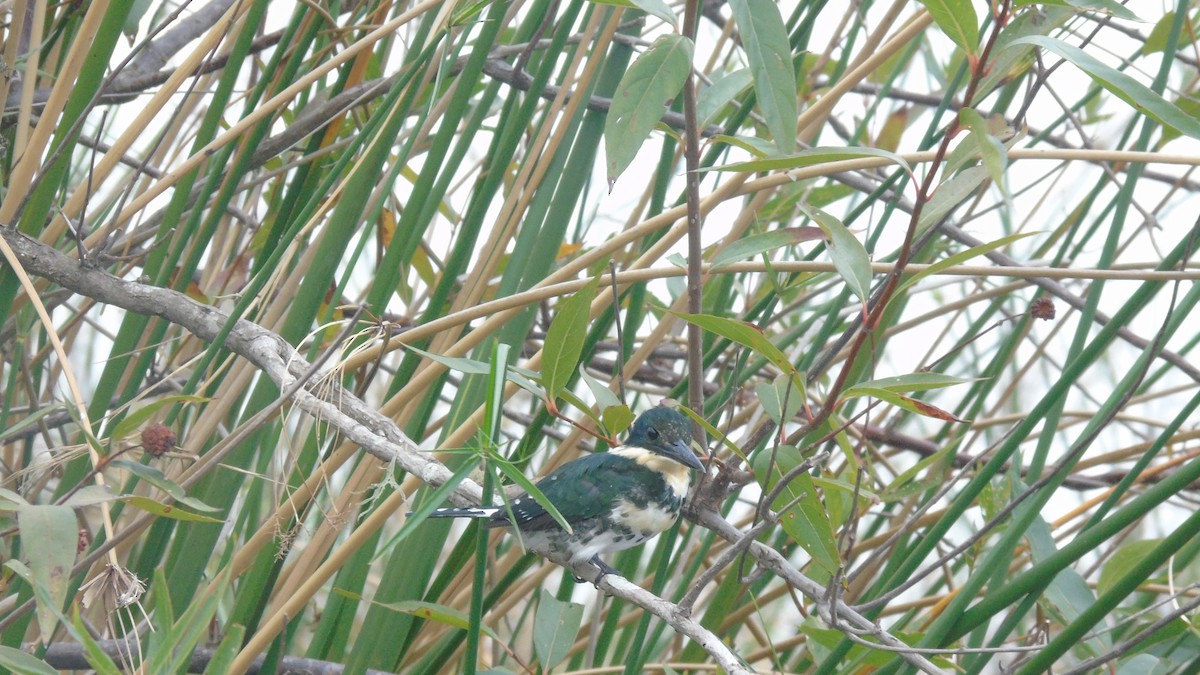 Green Kingfisher - ML451644681