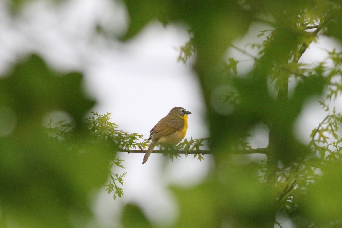 Yellow-breasted Chat - ML451644701