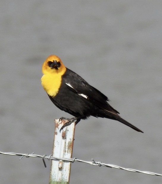 Yellow-headed Blackbird - ML451645461