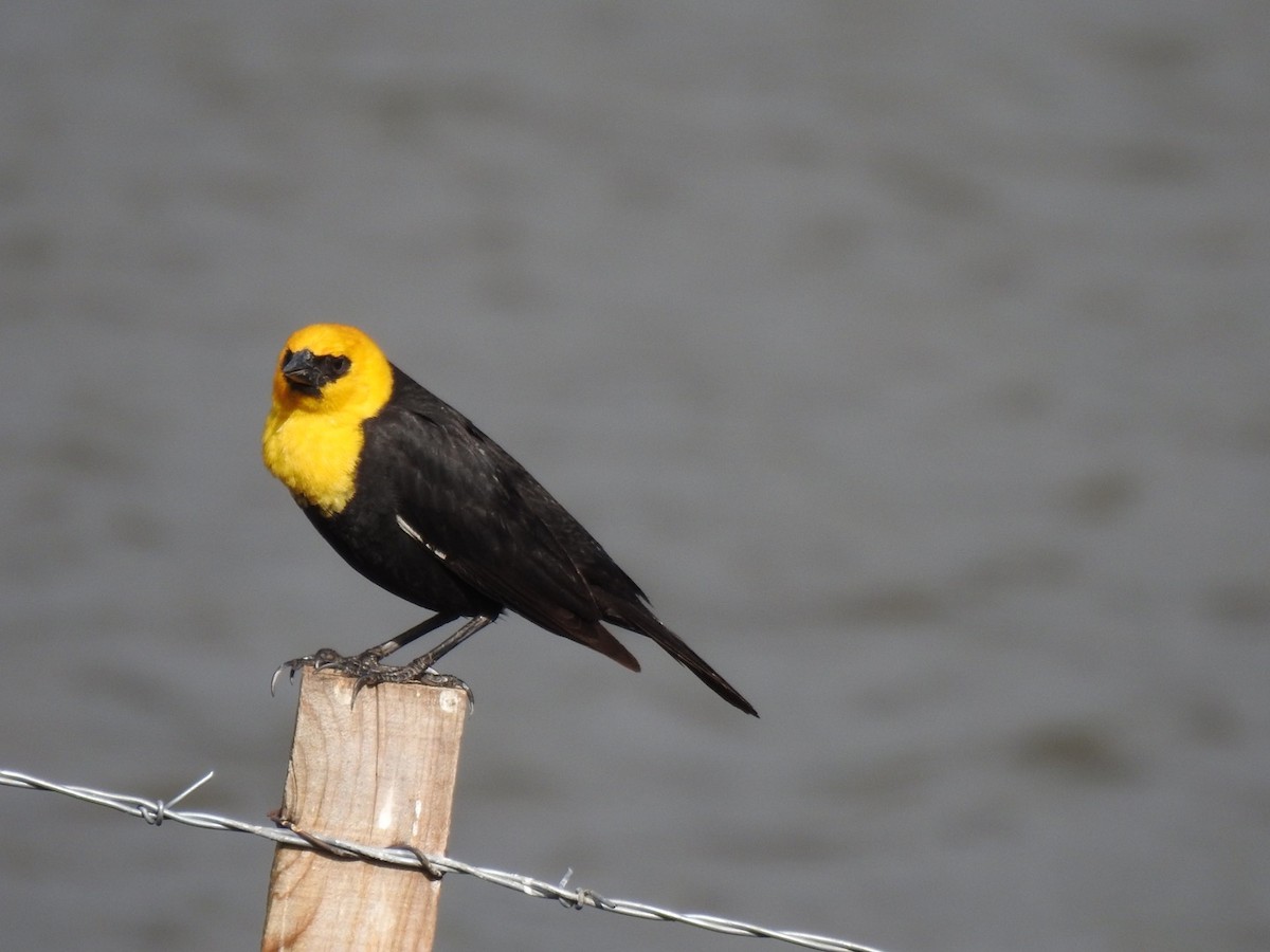 Yellow-headed Blackbird - ML451645501