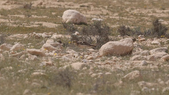 Eurasian Thick-knee - ML451647521