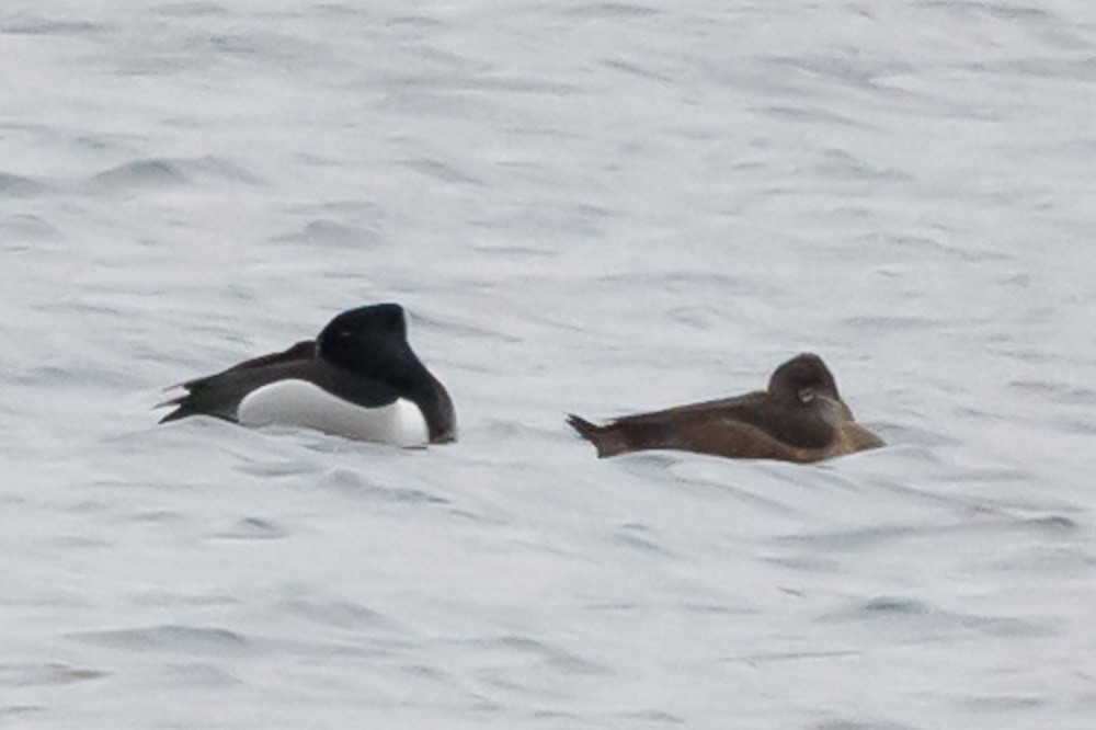 Ring-necked Duck - ML451647661