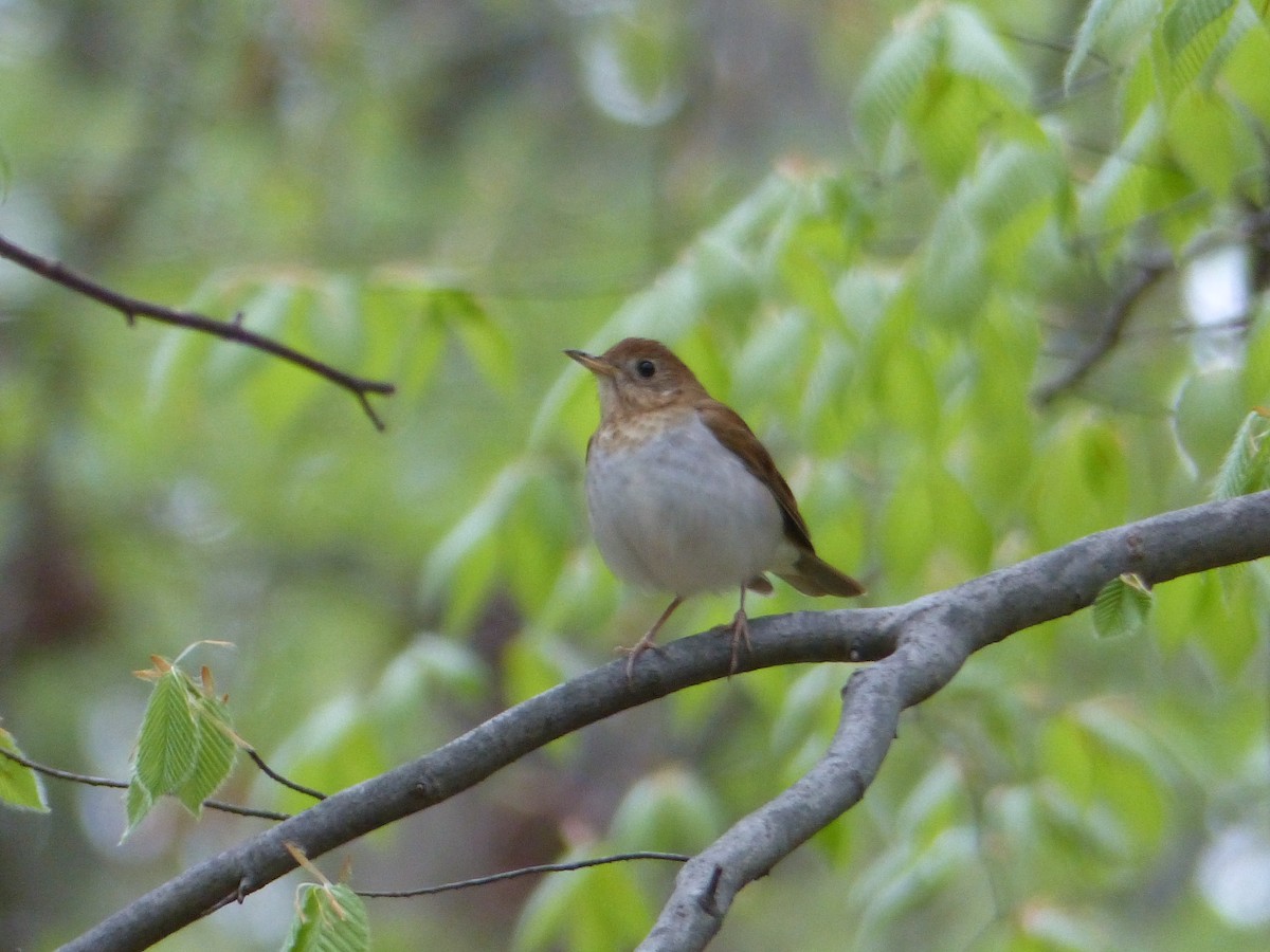 Veery - Ben Jesup