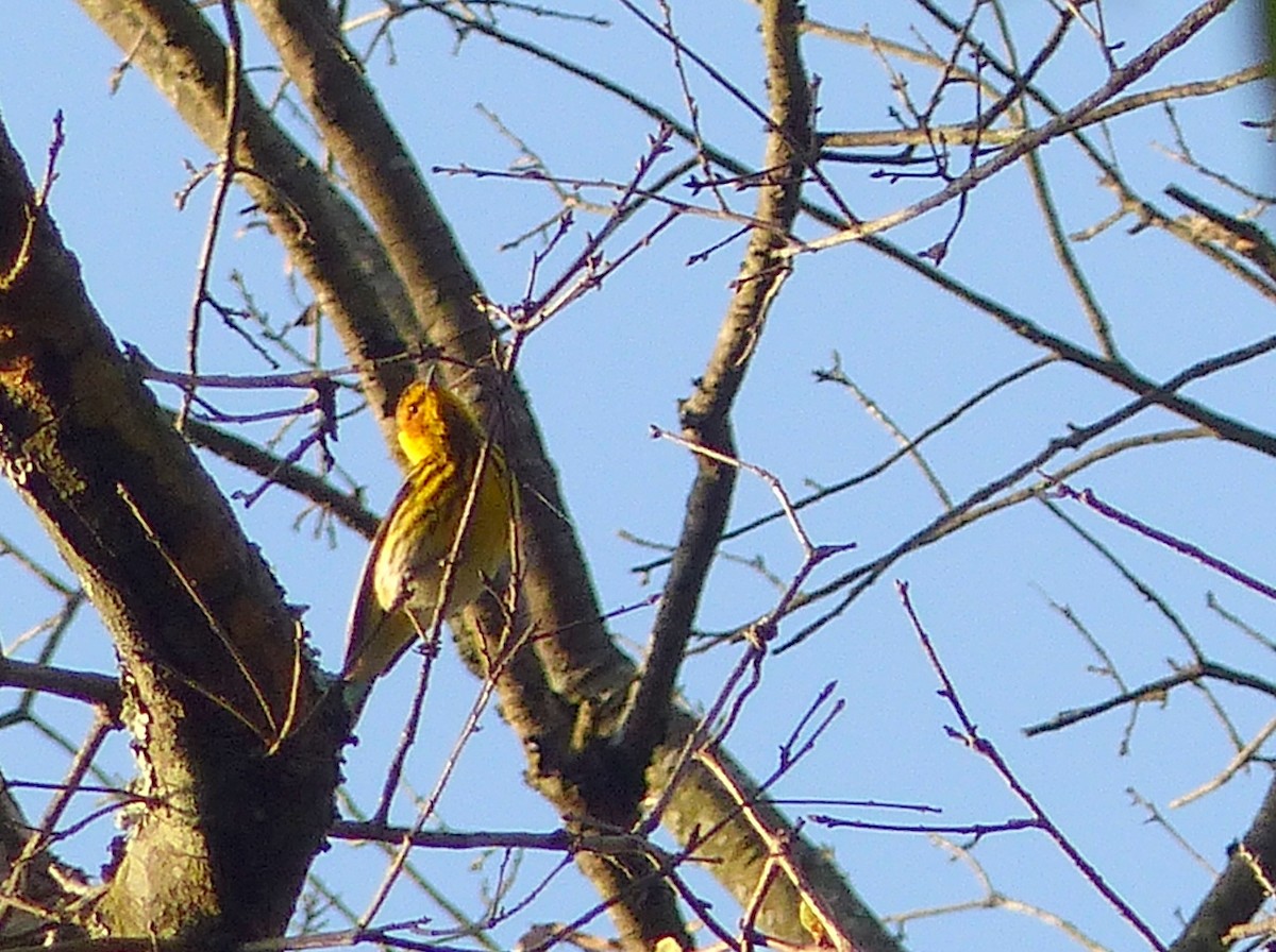 Cape May Warbler - ML451649161