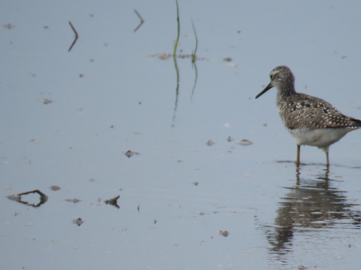 Lesser Yellowlegs - ML451649941