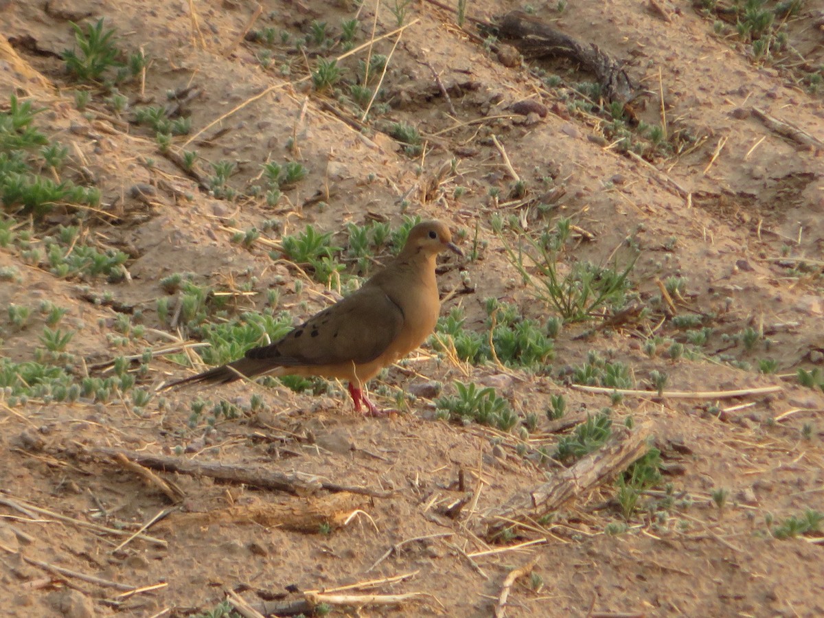 Mourning Dove - ML451650151