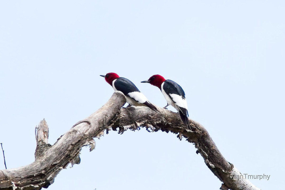 Red-headed Woodpecker - Brian Murphy