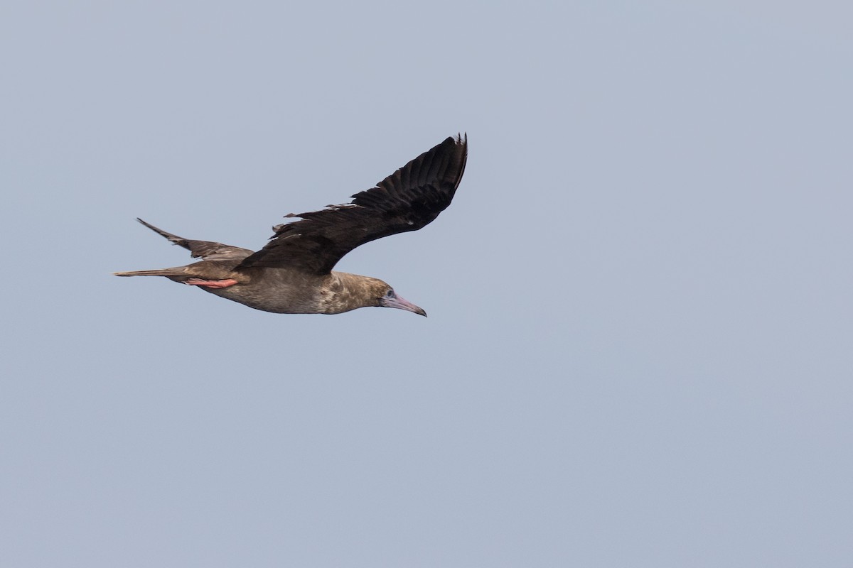Red-footed Booby - ML45165051