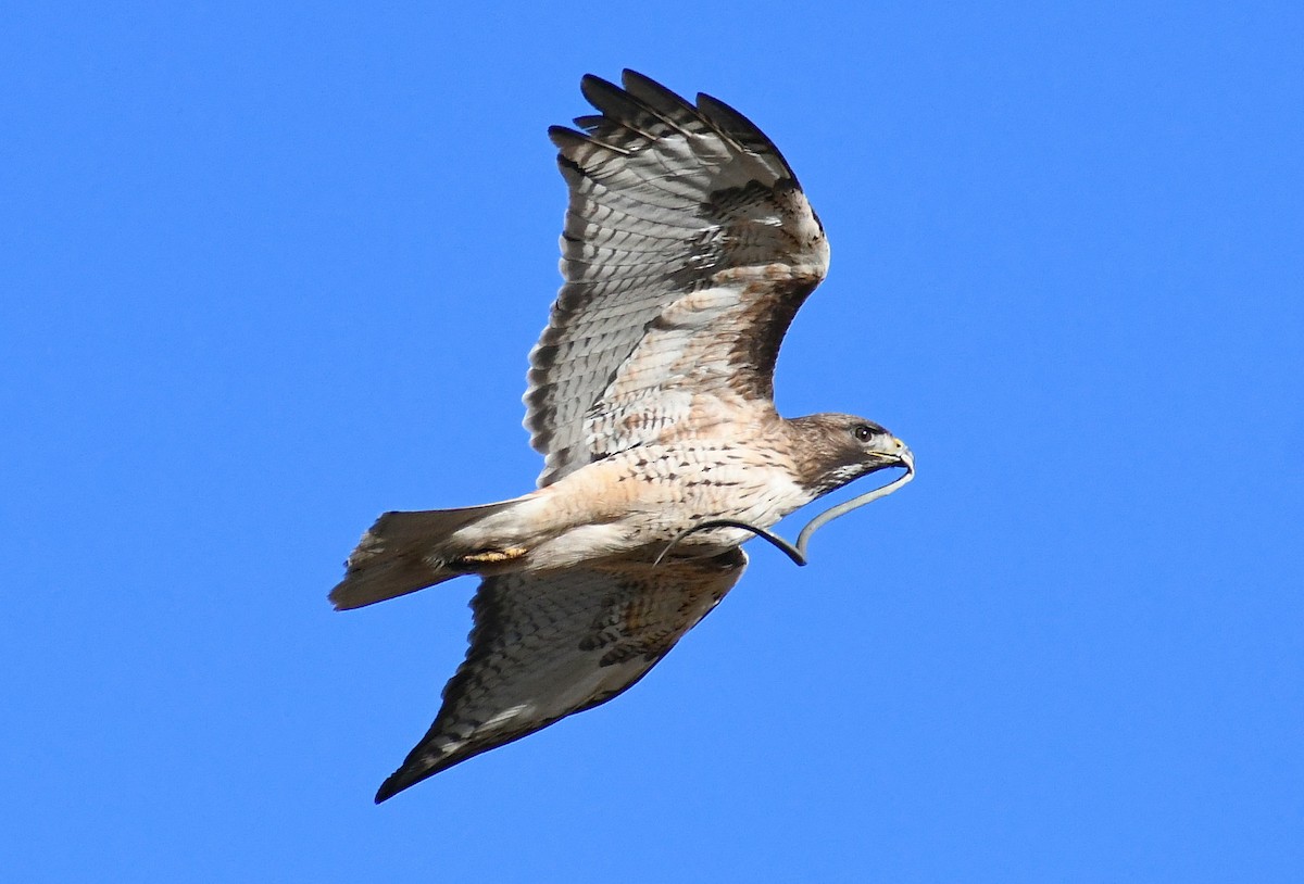 Red-tailed Hawk - ML451651401