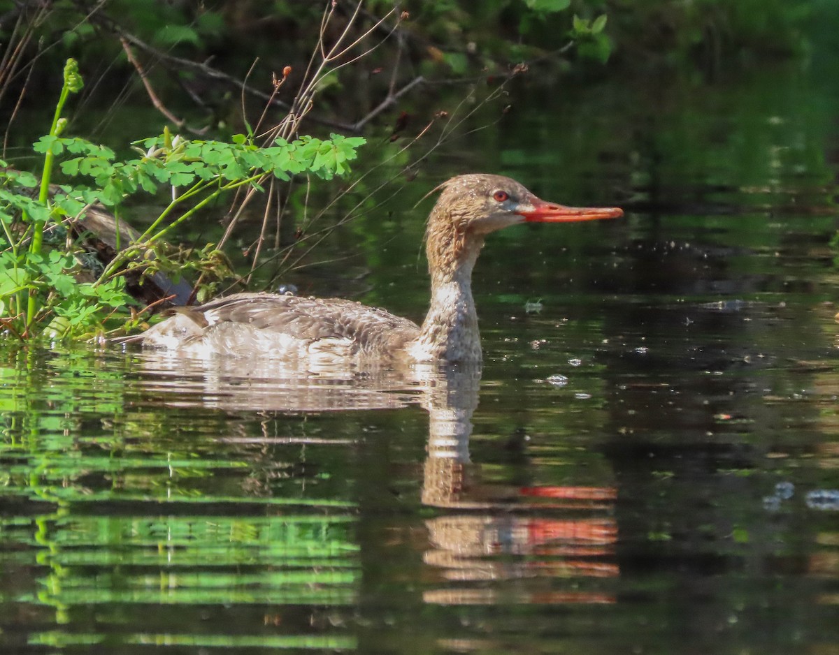 Red-breasted Merganser - ML451651591