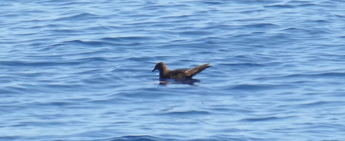 Swinhoe's Storm-Petrel - ML451654001