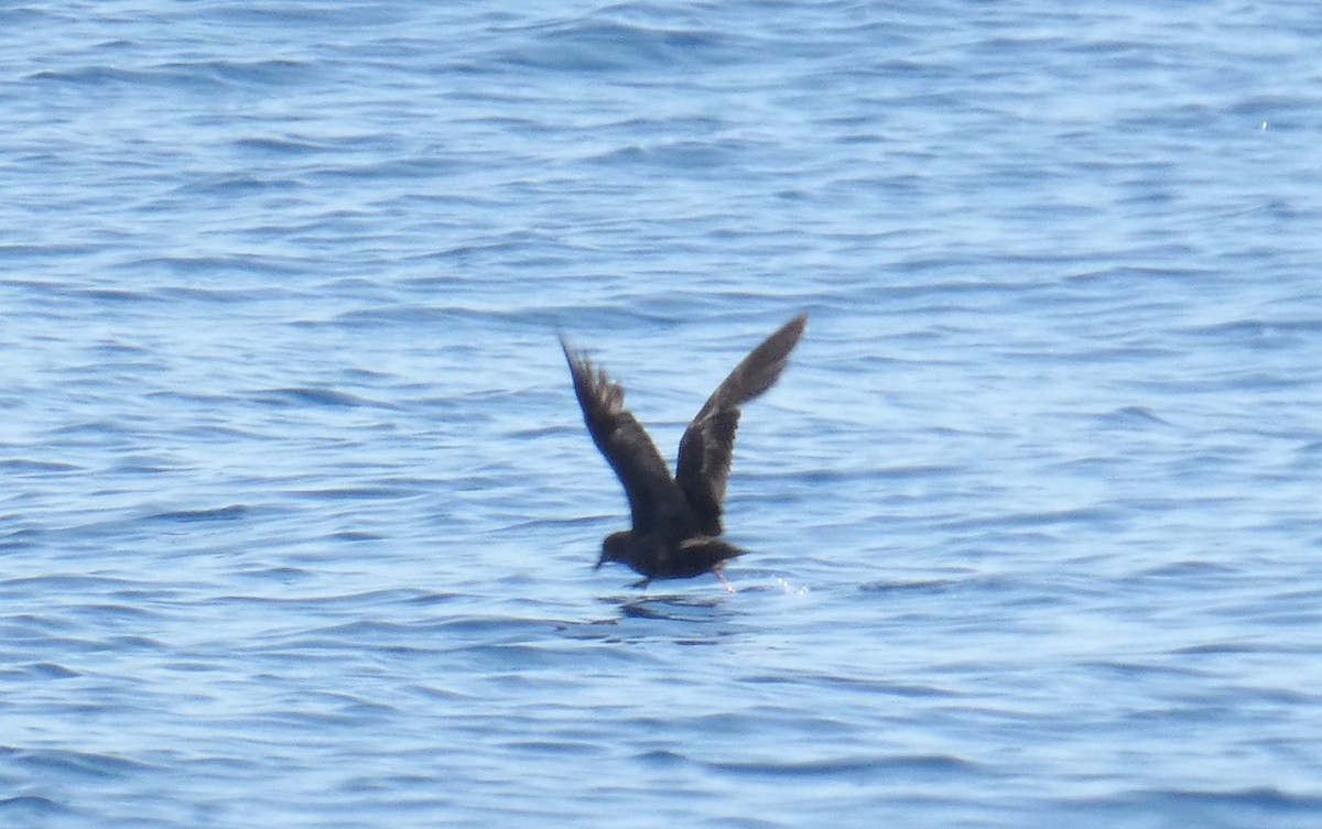 Swinhoe's Storm-Petrel - ML451654011