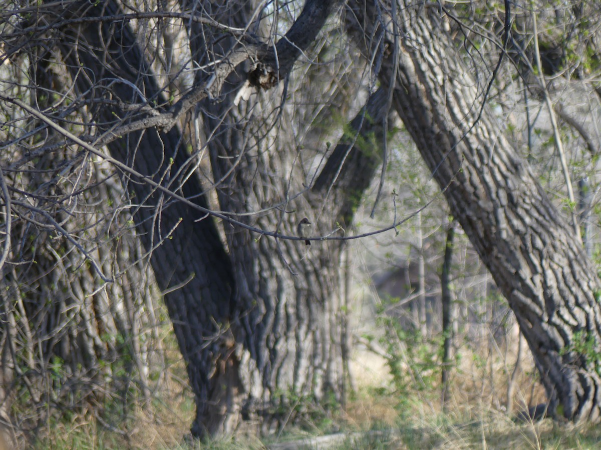 Olive-sided Flycatcher - Nikole Giovannone