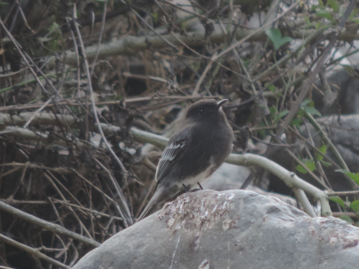 Black Phoebe - ML451654271