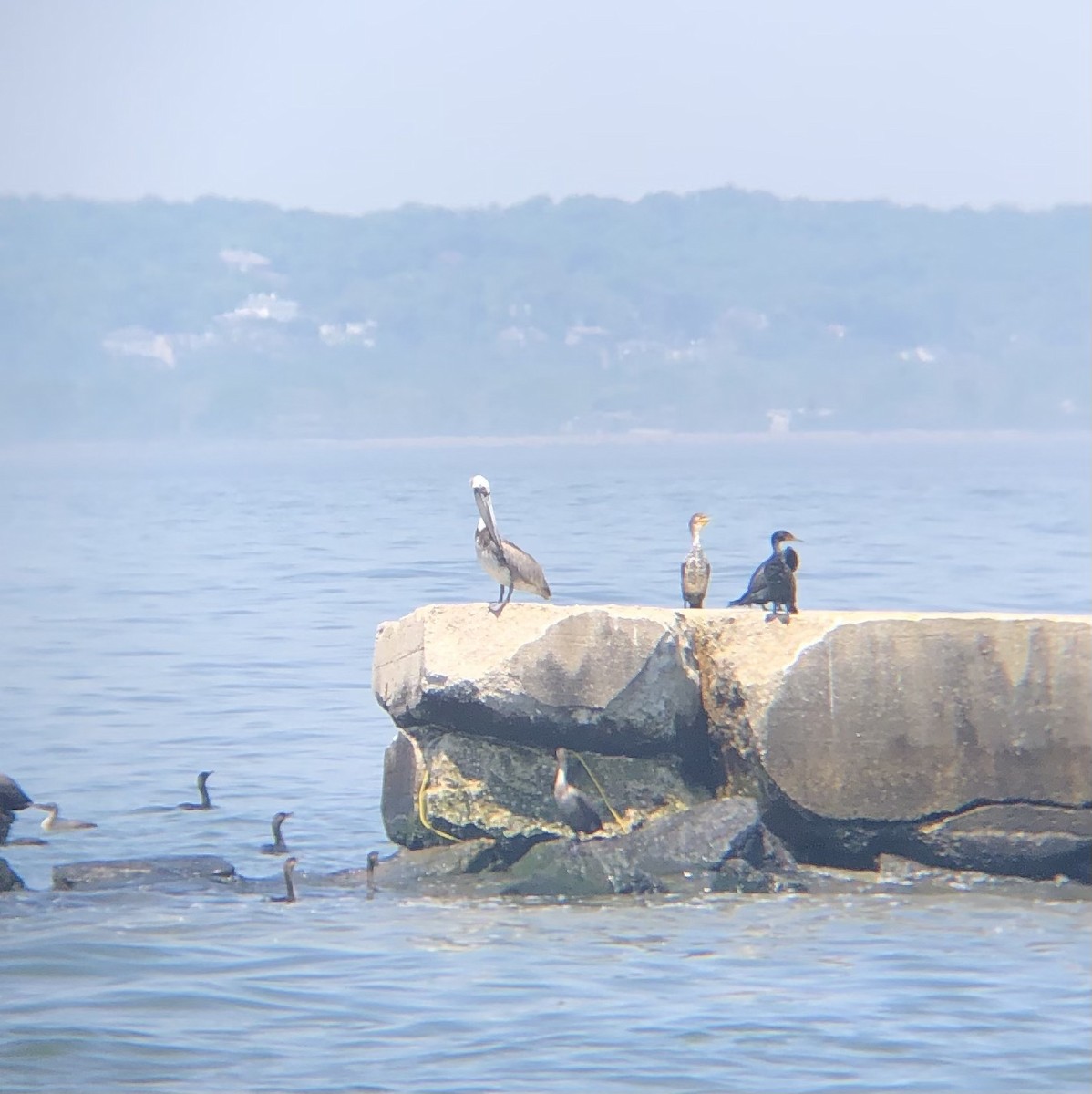 Brown Pelican - ML451654291