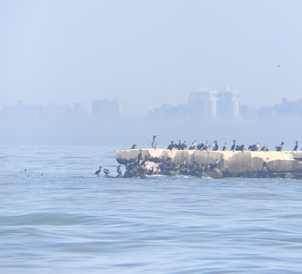 Brown Pelican - ML451654301