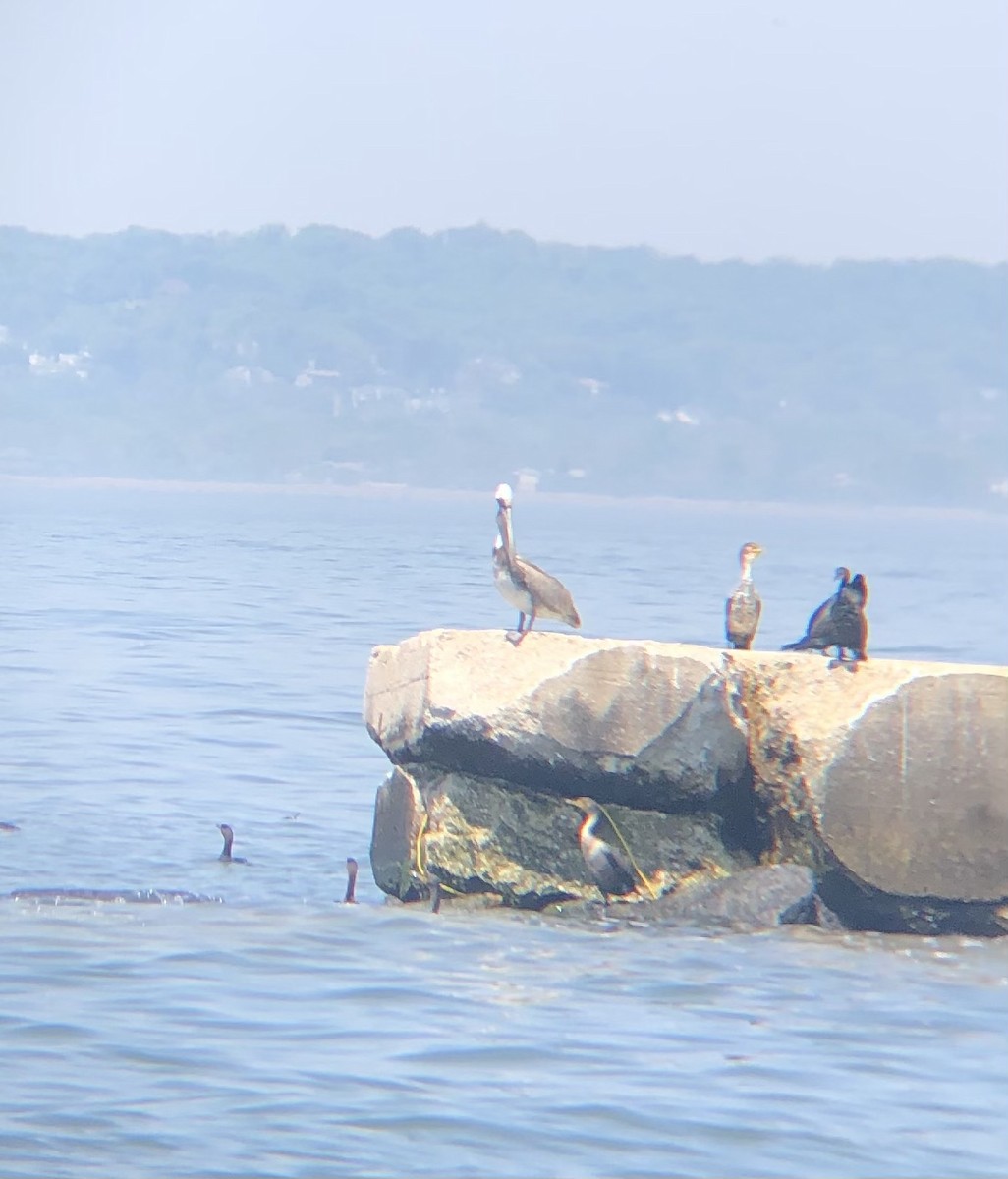 Brown Pelican - ML451654311