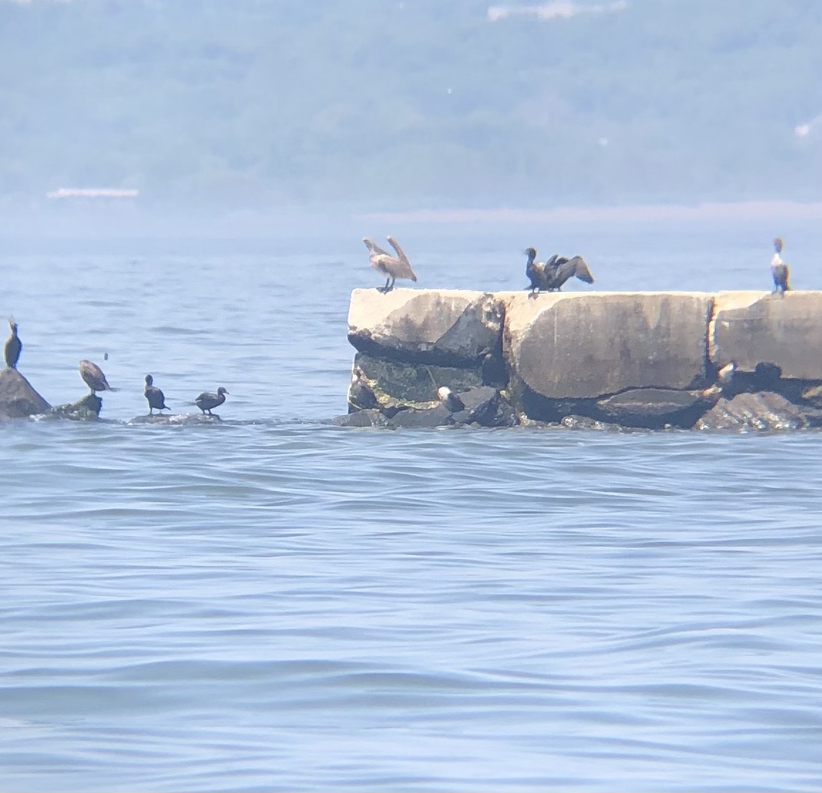 Brown Pelican - ML451654321